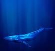 Blue Whale swims underwater with streams of sunlight from the ocean surface  form a halo around it