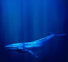 Blue Whale Swims Underwater With Streams Of Sunlight From The Ocean Surface  Form A Halo Around It