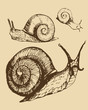 Snails sketch