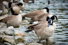 Canada Geese On A Rocky Shore.