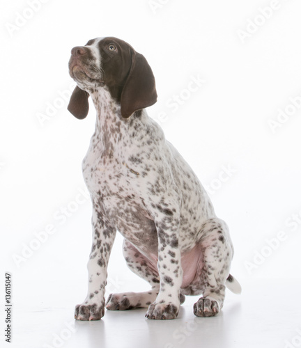 German Shorthair Pointer Puppy Buy This Stock Photo And Explore