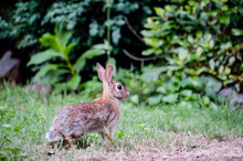 Side Profile Portrait Of Cute Wild Common Cottontail Rabbit With