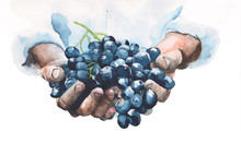 Grapes In Hands Watercolor Painting Illustration Isolated On White Background