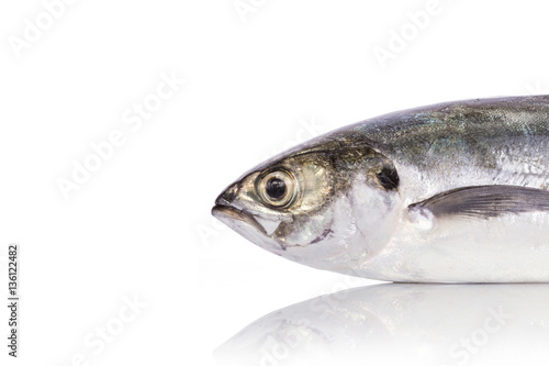 Fotografia, Obraz Fresh fish (torpedo scad). Studio shot isolated on white