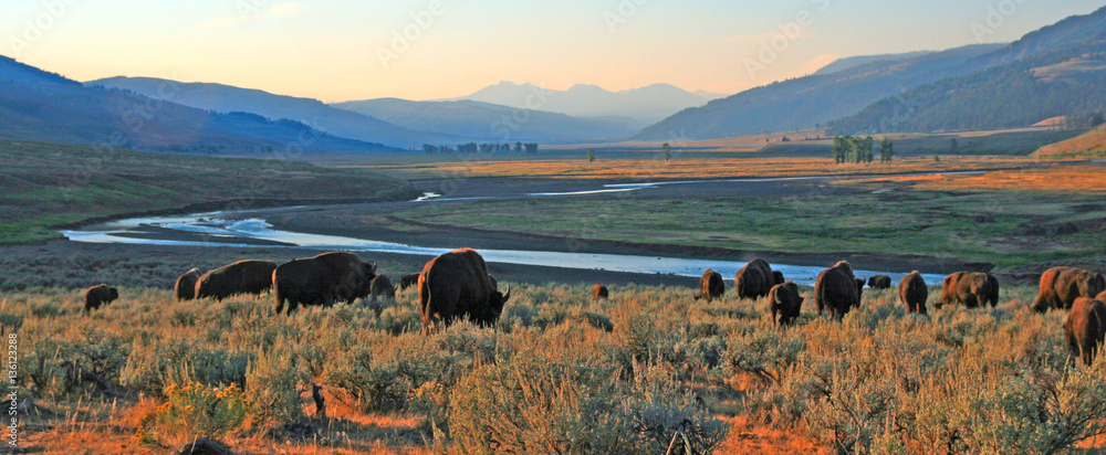 Bison Buffalo herd at dawn in the Lamar Valley of Yellowstone National Park in Wyoiming USA - obrazy, fototapety, plakaty 