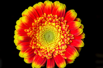 Wall Mural - Close up of a red and yellow gerber
