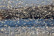 Migrating Snow Geese Fly Off Lake