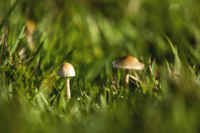 Little Mushrooms