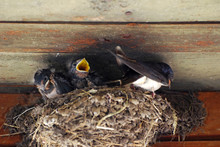 Swallow Mom Feeding Young Baby Birds In The Nest. Mother Swallow Feeding Her Babies. 