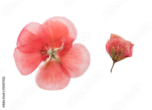 Fotografía Pressed and dried flowers geranium (pelargonium). Isolated