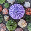 © Dimitrios - violet and other colorful sea urchins and shells on wet sand beach