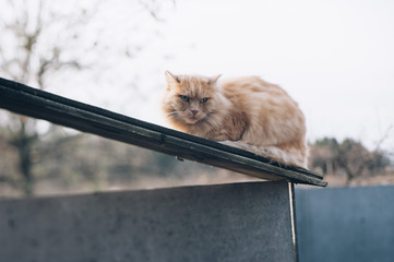 Adorable cute furry ginger cat outdoors