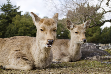 Two Sika Deer Lying Down