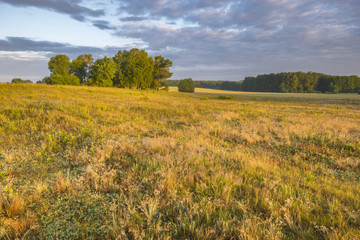 Wall Mural - beautiful, colorful morning on a spring meadow