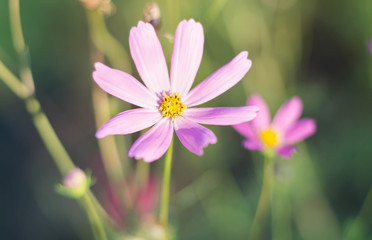 cosmos flower