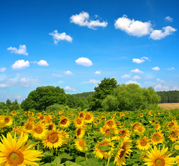 Wall Mural - spring landscape with sunflower field.