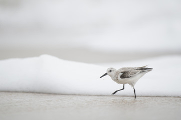 A Sanderling walks through the shallow ocean foamy waves in soft overcast light with a white background.