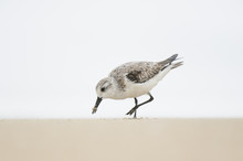 A Sanderling Feeds On A Sandy Beach With Its Beak Covered In Sand With A Solid White Background In Soft Overcast Light.
