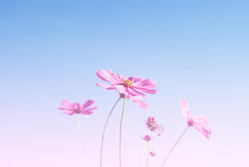 Poster - Cosmos flowers in a meadow.
