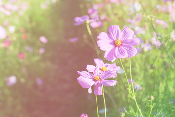 Wall Mural - cosmos flower fields in full bloom.