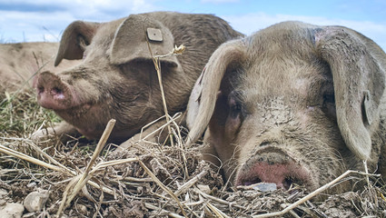 organic free range pigs close up