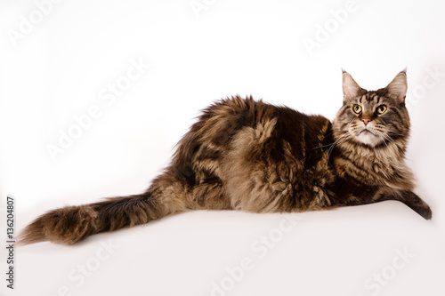 Chat Maine Coon Stock Foto Adobe Stock