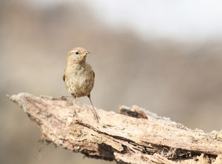 Canvas Print - bird Wren sitting on the root of the tree in the spring in the w