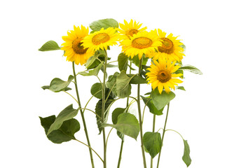 Wall Mural - Sunflower flower