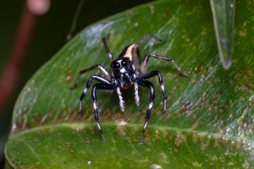 small insect
