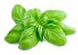 © margo555 - Basil leaves isolated