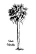Vector sketch illustration. Black silhouette of Sabal Palmetto isolated on white background. Cabbage Palm drawing. Tropical flora native to USA, Cuba, Bahamas. Official state tree of Florida and South