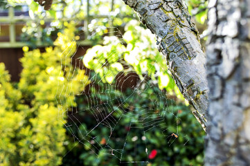 spiders web