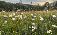 Old Wild Flower Hay Meadow In Summer, Sussex High Weald