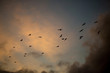 Black silhouettes of birds fly in air