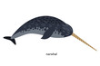 Narwhal - protected rare animal living in the North