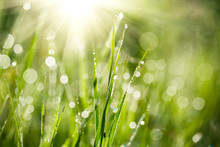 Fresh Green Grass With Water Drops On The Background Of Sunlight Beams. Soft Focus