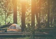Tent Camping In The Forest