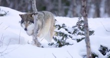 Lone Wolf Walking In Cold Winter Forest