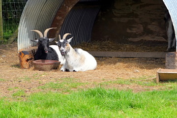 Two farm goats lying outside their shelter