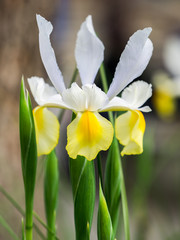 White and yellow iris profile close up