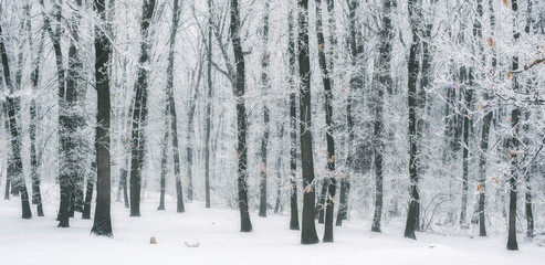 Magic foggy and frozen winter forest scene. Misty landscape back