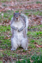Gray Squirrel Standing Up