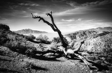 Black And White Image Of A Barren Tree In A California Desert.