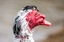 Closeup Portrait Of Muscovy Duck.
