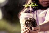 little girl  hand holding young tree for prepare plant on ground