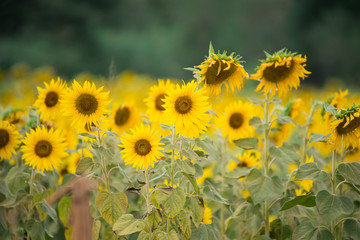 Sunflower field, Beauty in nature