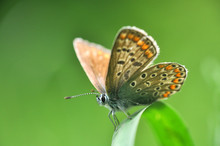 Common Blue Or Polyommatus Icarus, Small Blue Butterfly