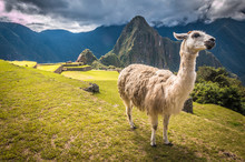 Llama In Machu Pichu