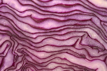 Poster - fresh red cabbage