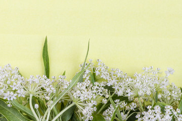 Wild white small inflorescence flowers and lush green leaves on pale yellow textured background